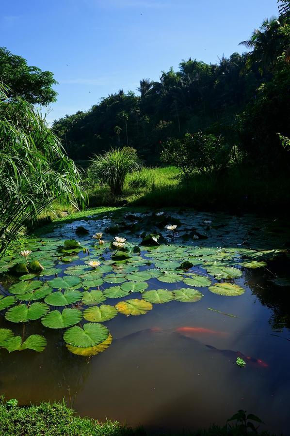 Готель Rinjani Mountain Garden Bayan Екстер'єр фото
